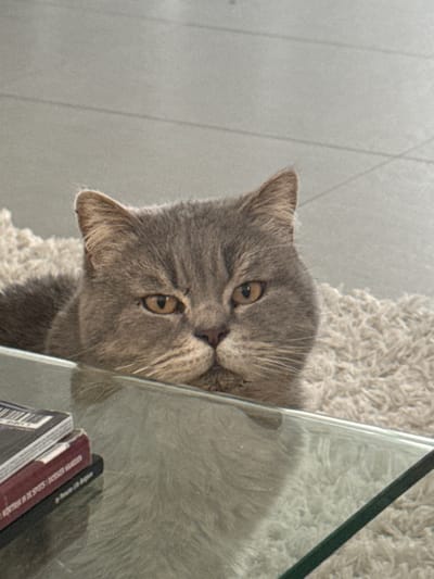 A grey British Shorthair cat is depicted in an indoor environment in Tielrode, Belgium. The cat's head is prominently featured, with its chin resting on the edge of a transparent glass table in the foreground. Its fur is dense and blue-grey, its eyes are amber-colored and partially squinted, directed straight at the viewer. Visible white whiskers extend from its muzzle. Behind and beneath the cat is a light-colored, shaggy rug. The glass table creates a reflection of the cat's fur and the rug below it.
In the lower left quadrant, a stack of items, appearing to be books or magazines, rests on the glass table. The top item is white and black. Below it, a reddish-brown item displays text in Dutch, including "VOETBAL IN DE SPOTS | DECENNI MANSION" and "De Plezante Zelfmoordenaar". A third, black item beneath the reddish-brown one also shows the text "De Plezante Zelfmoordenaar". The background behind the cat and rug consists of a light grey tiled floor with visible grout lines. The scene is illuminated by ambient, indirect light.