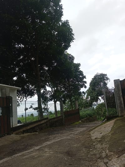 The scene depicts a downward-sloping, dark gray paved road in Hasanparthy mandal, India, under an overcast sky. The road surface exhibits cracks and lighter streaks. On the left, a partial white building structure with an open, dark brown metal gate (featuring vertical bars) is visible. Behind this gate, a light-colored metal mesh fence extends horizontally across the mid-ground. Parallel to the road and below the fence, a moss-covered concrete retaining wall is present. Several tall, dark green leafy trees stand prominently on the left and extend into the background, partially obscuring the distant landscape. Utility lines are strung horizontally in the upper left quadrant, passing near the trees. On the right, a dark brown metal gate, similar in appearance to the left one, is partially visible and appears open or ajar, supported by a grey concrete pillar. Another moss-covered retaining wall runs along the right edge of the road, sloping downwards. No individuals or active subjects are present. The environment is heavily vegetated beyond the immediate road and structures.