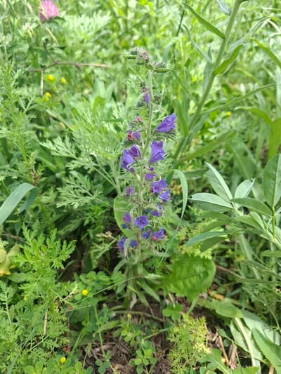 A close-up, eye-level, full-shot photograph captures a patch of lush green vegetation with a prominent purple flower spike. The flower spike, oriented vertically in the center of the frame, features numerous small, vibrant purple blossoms arranged along its length. The surrounding foliage is a dense tapestry of various green leaves and stems, creating a natural, wild appearance. Hints of other plants, including delicate fern-like leaves on the left and broader leaves on the right, contribute to the varied texture of the scene. In the background, the greenery is softer and more blurred, suggesting a shallow depth of field. Small yellow flowers are scattered sporadically throughout the undergrowth, adding subtle pops of color. The lighting appears to be natural daylight, illuminating the scene with a soft, even glow. The overall impression is one of a natural, untamed environment, likely found in a rural or natural setting. The image is devoid of any human presence or activity. The scene is located in Barskoon, Kyrgyzstan.
