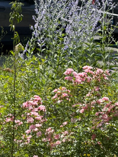 The image captures a close-up view of a dense garden featuring a variety of flowering plants. On the left side, delicate clusters of small, pale purple flowers cascade down slender stems, interspersed with fine green foliage. These appear to be a type of ornamental grass or perhaps a variety of lavender. To the right, a bush is adorned with numerous small, ruffled pink roses, some in full bloom and others as buds. The roses are clustered together on branches covered in lush green leaves. The sunlight filters through the foliage, creating dappled light and shadows, suggesting it is daytime. The background is a dark, out-of-focus blur, possibly indicating a wall or a shaded area. The overall impression is one of a vibrant and abundant garden, with a focus on the textures and colors of the flowers and leaves. There is no visible text in the image.