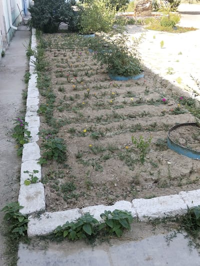 The image depicts a well-maintained garden area in Батыр ауылдық округі, Kazakhstan. The garden bed is rectangular, bordered by white concrete blocks. Inside the bed, rows of small flowering plants with pink, yellow, and orange blooms are visible in the sandy soil. Some larger green bushes are also present, one in a blue planter. A pathway made of concrete runs alongside the garden bed. In the background, trees and a stone structure with decorative elements can be seen. The overall impression is one of a quiet, natural setting, possibly a public space or a residential garden. There are no people visible in the image.