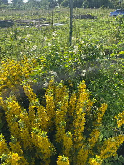 This media file is a photograph of a garden scene with blooming flowers. The main subjects are clusters of bright yellow flowers with star-shaped petals, likely Lysimachia, and smaller white flowers interspersed among lush green foliage. In the background, a metal fence is visible, with a glimpse of a grassy area and some indistinct objects beyond it, possibly part of a yard or field. A sliver of a white vehicle can be seen in the upper left corner of the frame, adding a touch of man-made presence to the natural setting.
The image appears to have been taken outdoors during the daytime, with sunlight illuminating the flowers and foliage, creating bright highlights and some shadows. The lighting suggests it might be late morning or afternoon. The scene evokes a sense of a serene, verdant garden, likely in a rural or suburban location. The overall mood is peaceful and natural, showcasing the beauty of flowering plants in bloom. The context of Izborsk, Russia, places this garden in a specific geographic and cultural setting, known for its historical significance and natural landscapes. There is no visible text in the image.