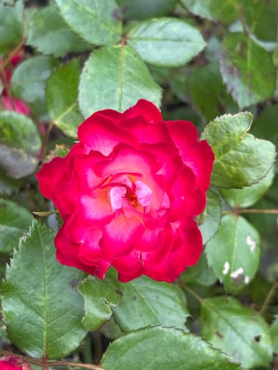 A close-up, vertical shot captures a vibrant red rose bloom, its petals edged in a lighter pink, set against a backdrop of lush green rose leaves. The leaves, some showing signs of natural weathering with dark spots, are a rich, deep green, with serrated edges and visible veins. The rose itself is the primary focal point, its ruffled petals unfurling to reveal lighter pink and yellow hues at its center. The lighting suggests an outdoor setting, possibly a garden, with the natural light casting subtle shadows and highlighting the textures of the petals and leaves. The image does not depict any people, specific actions, or interactions, nor does it provide any context related to the city of Mount Royal, Canada. It is a still life composition focused solely on the beauty of the rose and its surrounding foliage.