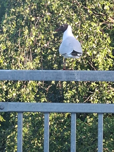 A black-headed gull, identifiable by its dark head and white body, perches on a gray metal railing. The railing is composed of horizontal bars and vertical supports, with a circular bolt visible on the left side. Behind the railing and the bird, a dense green foliage forms the background, suggesting an outdoor environment possibly within a park or natural area. The lighting indicates daytime, with sunlight illuminating the leaves and the bird. The scene is likely located in Mänttä-Vilppula, Finland, given the context provided.