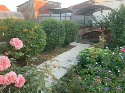 This image depicts a backyard scene in Yamanovo, Russia. In the foreground, a cluster of pink roses with green foliage is in bloom. A pathway made of square concrete tiles leads into the middle ground, where two large, rounded evergreen shrubs are prominent. Beyond the shrubs, a wooden gazebo with a curved metal roof provides shelter over a wooden picnic table and benches. In the background, a greenhouse structure and a wooden shed with a corrugated metal roof are visible. Various plants and flowers are scattered throughout the yard, including what appears to be a large sedum plant and smaller purple and white flowers. The overall impression is that of a well-maintained, residential garden.