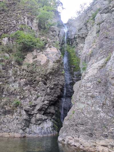 The image displays a natural waterfall within a steep, rocky gorge located in Godang-ri, South Korea. A stream of water cascades vertically down the center-right rock face, collecting in a calm, clear pool of water in the lower foreground. The pool's surface shows minor ripples and reflects the surrounding rock formations.

The gorge walls are composed of grey and tan-colored fractured rock, with significant portions covered by vegetation. The left cliff face features extensive patches of dense, dark, textured growth, possibly a type of moss or lichen, particularly prominent in the upper and mid-sections. Various green plants, including small trees, shrubs, and mosses, cling to crevices and wet surfaces along both sides of the gorge, becoming denser near the water's edge and adjacent to the waterfall's path. A bright, overcast sky is partially visible at the very top of the narrow gorge. No human figures, animals, or man-made objects are present.