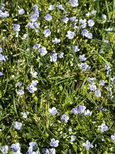 The image depicts a close-up view of a patch of small, light blue flowers growing among blades of grass and other green foliage. The scene suggests an outdoor environment, possibly a lawn or garden area in Bowen Island Municipality, Canada. The dominant subjects are the flowers and the surrounding greenery. There are no visible people or actions taking place in the frame. The environment seems natural and undisturbed.