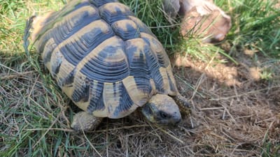 A close-up, high-angle shot captures a tortoise on dry grass and green vegetation. The tortoise, facing right, is positioned in the lower right quadrant of the frame, with its patterned shell dominating the center. Its head is slightly extended, and its legs are visible on the ground. In the background, a light-colored, rough-textured object rests among the grass, possibly a piece of wood or rock. The scene appears to be an outdoor environment, potentially a garden or natural habitat. The city of Wimsheim, Germany, is not visible within the frame.
