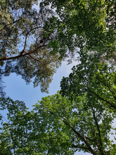 This image captures a low-angle view looking upwards into the canopy of trees against a bright blue sky. The scene appears to be in Falkensee, Germany, likely in a park or forested area given the dense foliage.

Dominating the frame are the lush green leaves of deciduous trees, interspersed with the sparser, needle-laden branches of pine trees. Sunlight filters through the leaves, creating dappled patterns and illuminating some of the foliage from behind.

In the upper left quadrant, a prominent pine tree with its characteristic brown bark and needle clusters is visible. Some of its branches extend across the sky, and a dark, twiggy structure that resembles a bird's nest is nestled within its branches.

To the right and towards the bottom of the image, the broad leaves of deciduous trees are more densely packed, forming a thick green canopy. The branches of these trees are thicker and darker than those of the pine.

The sky is a clear, vibrant blue, with only a few faint hints of clouds that are mostly obscured by the tree canopy. The overall impression is one of a serene, natural environment, likely experienced during daytime. There are no people or animals visible in the frame. The image is composed to emphasize the interplay of light, shadow, and the textures of different tree types.