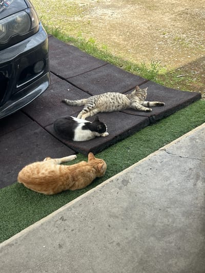 The image shows three cats resting on a surface made of dark-colored tiles. A gray tabby cat lies stretched out with its paws extended. Next to it is a black and white cat curled up. Further to the right is an orange cat lying on its side. The tiles are bordered by artificial green turf on one side and a concrete surface on the other. Part of a black vehicle is visible in the lower left corner of the image. The location is Dasaki Achnas, Sovereign Base Areas of Akrotiri and Dhekelia.