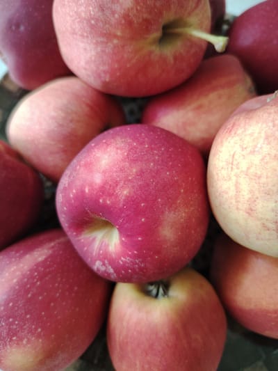 A close-up, overhead shot captures a pile of red apples. The apples are a mix of bright red and lighter pink hues, with some showing streaks of yellow. The surfaces are dotted with small white lenticels, characteristic of apples. The apples are tightly packed, creating a textured, organic arrangement. The lighting is soft, highlighting the roundness and slight imperfections of the fruit. The background is indistinct and dark, ensuring the apples are the sole focus. There are no people or signs of human activity visible. The scene is devoid of any specific geographical markers, making it impossible to determine if it is located in the city of Кривец, Russia, or any other location.
