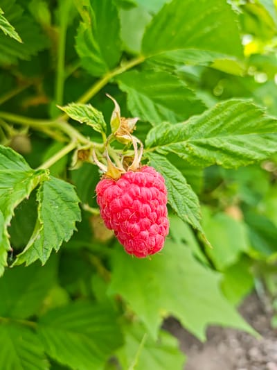 A close-up, vertically oriented photograph captures a single, ripe raspberry hanging from its stem amidst lush green foliage. The raspberry, a vibrant red, is composed of numerous small drupelets, with a few withered sepals still attached at its base. The surrounding leaves are broad, serrated, and a deep green, with some showing signs of wear and tear. The background is softly blurred, suggesting a shallow depth of field, with more green leaves and hints of lighter, out-of-focus areas. The lighting appears to be natural, likely daylight, casting a gentle illumination on the fruit and leaves. The image was taken in Okny, Ukraine.