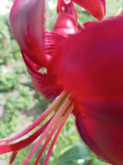 A close-up, macro photograph of a vibrant red flower, possibly a lily, is captured in an outdoor setting. The flower's petals dominate the foreground, with a large portion of the right side of the image filled with a deep, rich red hue, suggesting a petal or part of the bloom. To the left, the texture of another petal is visible, revealing subtle veins and a faint scattering of dark speckles. Extending from the center of the flower are delicate, elongated stamens and pistils, colored in shades of pale pink and light green, with hints of orange at the tips. These floral structures create a sense of depth and intricate detail within the bloom. The background is softly blurred, presenting a bokeh effect of green foliage and possibly glimpses of other plants, indicating a natural or garden environment. The lighting appears to be natural daylight, highlighting the glossy texture of the petals and the delicate structures of the flower's reproductive parts. The specific location within Тумілавіцкі сельскі Савет, Belarus, cannot be determined from the visual information alone.