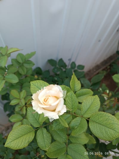 The image shows a close-up of a pale yellow rose in bloom, surrounded by its green leaves. The rose is the central subject, with its petals delicately unfurling. The leaves are vibrant green, with visible veins and serrated edges. In the background, a white, corrugated surface, possibly a fence or wall, is visible, with vertical lines creating a textured backdrop. The overall setting appears to be an outdoor garden or yard.
The lighting suggests it is daytime, possibly morning given the timestamp. The weather seems pleasant, as the rose is in full bloom and the leaves appear healthy. There are no people or animals visible in the image.
The bottom right corner of the image contains a timestamp: "26.06.2026 08:59". This indicates the photograph was taken on June 26, 2026, at 8:59 AM.
The context provided indicates the location as Strovolos, Cyprus. This information, combined with the visual cues of a garden setting and clear daylight, contributes to the overall understanding of the scene. The image captures a moment of natural beauty, focusing on the detail and fragility of the rose.