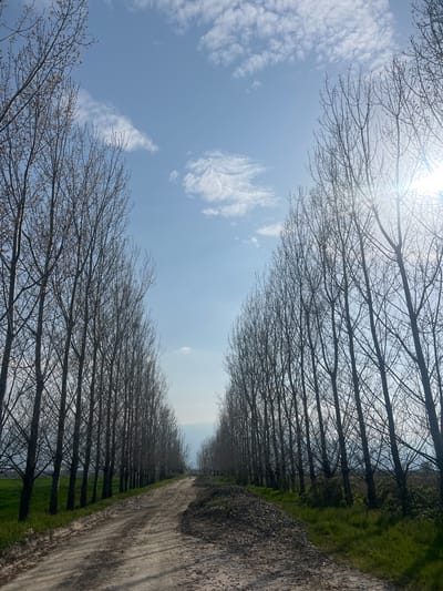 The image shows a dirt road receding into the distance, flanked by rows of bare trees on either side. The sky is visible above, with scattered clouds and sunlight. The ground along the road is a mix of dirt, gravel, and some patches of green grass. The location is likely in or near Zlokuchene, Bulgaria, though there are no distinctive landmarks or signs to confirm this definitively from the image alone.