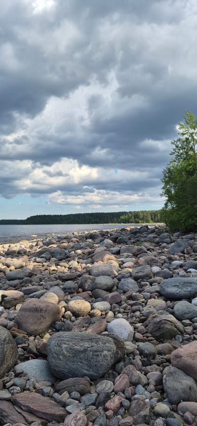 The image depicts a rocky shoreline with a calm body of water in the background. A dense forest of green trees borders the water's edge. The sky is filled with dramatic, dark gray clouds, suggesting an overcast or approaching storm. The foreground is densely packed with a variety of rocks, ranging in size from pebbles to large boulders, some smooth and rounded, others more angular. A single, tall green tree with dense foliage is visible on the right side of the frame, reaching towards the cloudy sky. The scene appears to be a natural landscape, likely a lake or river shore, consistent with the environment around Моторное, Russia. There are no people or animals present in the image.
