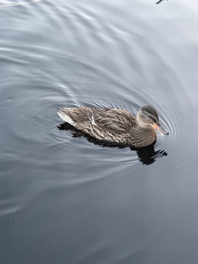 A single female mallard duck swims on the surface of dark, rippling water. The duck is positioned in the middle of the frame, facing towards the right edge. Its plumage is a mottled brown and tan, with lighter streaks on its wings and neck. The duck's head is slightly lowered, and its bill is orange with a black tip. The water has a gray hue, reflecting the overcast sky. The ripples create a pattern of light and shadow on the surface. There are no people or other animals visible in the image. The location is not specified in the original prompt.