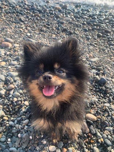 The image shows a close-up of a small, fluffy black and tan Pomeranian dog sitting on a rocky beach. The dog is panting with its tongue out and appears happy and alert. The background consists of numerous smooth, grey and tan pebbles, with a hint of blurred water and sunlight in the upper portion of the image. This scene is located on the shore of Gulripshi, Abkhazia, a region known for its Black Sea coastline.