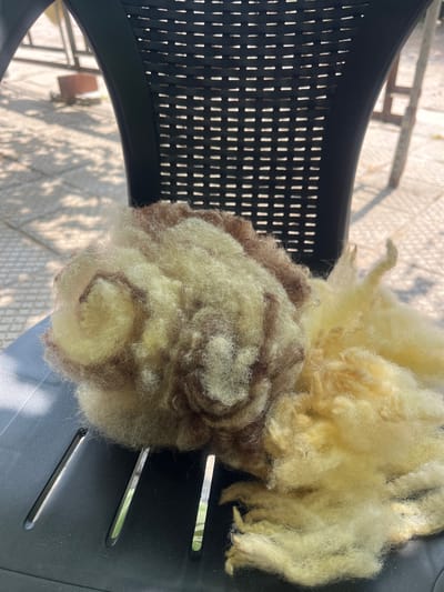 A close-up, eye-level shot shows a pile of raw, unspun wool, a mix of creamy white and brown fibers, resting on a black plastic chair. The wool is textured and fluffy, with some strands appearing more elongated and wispy than others. The chair has a woven pattern with rectangular openings. In the background, out of focus, a light-colored paved area is visible, dappled with sunlight and shadows cast by unseen foliage. Beyond that, the blurred outlines of metal fencing and wooden structures suggest an outdoor environment. The image does not provide any specific information about the location in Sadovo, Bulgaria, beyond it being outdoors in a setting with paved ground and fencing.