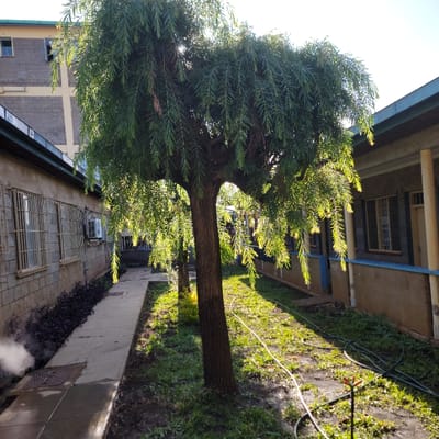 A sunlit outdoor scene features a large, leafy tree with a thick, textured brown trunk standing prominently in the center. The tree's dense, vibrant green foliage, possibly a willow or similar species, is heavily illuminated by bright sunlight, casting strong highlights and deep shadows.

To the right of the tree, a light-colored concrete pathway extends into the background, bordered by grass and patches of soil. Several cables or hoses are visible snaking across the grassy area. In the background on the right side, an older building with multiple windows and a beige facade, possibly with blue painted accents on its structural elements, is partially visible.

To the left of the tree, another building is present, showing concrete walls and windows with security bars or grates. An air conditioning unit is mounted on its wall, and dark, low-lying shrubs are planted along its base. From the lower left corner of the image, a plume of white steam or mist is rising, possibly from a drain or vent. A small yellow object is partially obscured by the tree trunk on the grass.

The scene suggests a warm, clear day, likely morning or late afternoon, given the bright, directional sunlight. No people or visible text are present. The setting appears to be a courtyard or pathway between buildings in an urban or semi-urban environment in Wang'uru, Kenya.