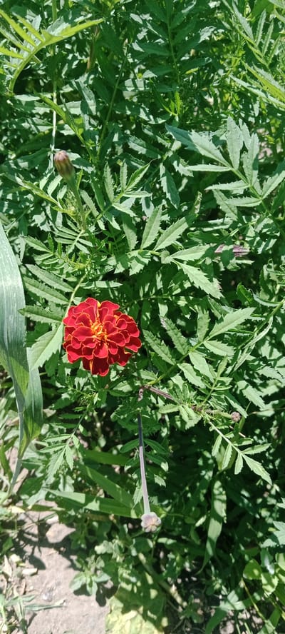 A close-up, vertical shot captures a single, vibrant red and orange marigold flower in full bloom, set against a backdrop of lush, green foliage. The flower, with its ruffled petals, is positioned slightly to the left of the frame. Above and to the left of the bloom, a marigold bud is visible, still closed. The surrounding leaves are finely serrated and appear to be part of a dense growth of marigold plants. To the left of the flower, a broad, striped leaf, possibly from a corn plant, juts into the frame. The ground beneath the plants is visible in the lower left and right corners, appearing to be composed of dirt and small stones. A slender, pale stalk extends downwards from the upper right, with a small, light-colored bud at its end. The scene is lit by natural sunlight, casting shadows from the leaves onto the ground. This image was taken in the rural area of the Janvartsev village district in Kazakhstan.