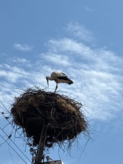 A low-angle shot depicts a white stork perched on a large nest constructed on top of an electric pole. The nest appears to be made of twigs and dried grass. The sky is visible with scattered clouds. Electrical wires are running from the electrical pole. The location is Biaga, Bulgaria.