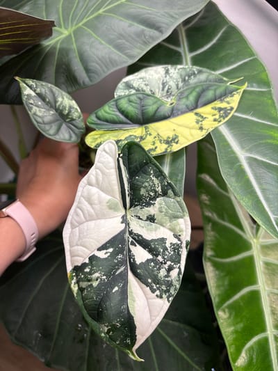 This is a close-up photograph of a variegated Alocasia plant. The plant has large, dark green leaves with prominent, lighter green veins. Several of the leaves display variegation, with patches of white and yellow mixed with the green. One leaf in the foreground is strikingly half white and half dark green with lighter green speckles. A person's hand with a pink smartwatch is visible on the left side of the image, gently touching a leaf. The background is blurred but suggests more foliage and a neutral-colored wall. The photograph does not provide any information about the city of Osypnoi Bugor, Russia.