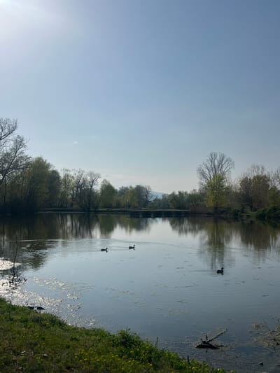 The image shows a body of water with trees lining one side, and grass and yellow flowers on the opposite side. There are three birds swimming in the water. The sky is light blue. The location is likely Zlokuchene, Bulgaria based on the request, but no distinct features confirm this.