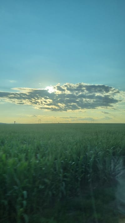 The image captures a serene rural landscape in Săbăoani, Romania, under a vast, clear blue sky. The sun, partially obscured by scattered clouds, casts a warm glow, illuminating the horizon with hues of yellow and white. A dense field of green crops, likely wheat or corn, stretches across the foreground, its lushness blurring slightly due to motion. In the distance, tall power lines stand as silent sentinels against the sky, their utilitarian forms contrasting with the natural beauty of the fields. A solitary, slender structure, possibly a weather tower or a small building, is visible on the far left, adding a subtle human element to the otherwise untouched scenery. The overall impression is one of peacefulness and expansive natural beauty.