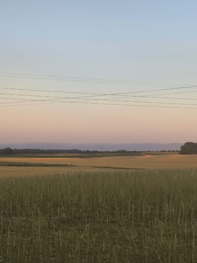 The image displays a rural landscape at twilight, consistent with the agricultural areas on the outskirts of Haguenau, France. The upper portion of the frame features a sky with a gradient transition, from light blue at the top to a pale orange-pink hue near the horizon. Several dark, thin utility lines are visible traversing the sky horizontally, with one line intersecting another.
The middle ground is dominated by expansive fields. The field in the immediate foreground consists of recently cut green stalks or stubble, indicating agricultural activity. Beyond this, a large field with a golden-yellow hue extends, suggesting a ripe or recently harvested crop. A faint, lighter-colored dirt track or path is subtly visible extending into this golden field towards the right.
In the background, a distinct, dark line of trees or dense vegetation forms a boundary between the fields and a distant, low mountain range or series of hills. These geological features appear as a subtle, uniform bluish-purple silhouette against the horizon. A cluster of mature trees is present on the far right side of the frame. No individuals, animals, or significant man-made structures other than the utility lines are discernible within the scene.