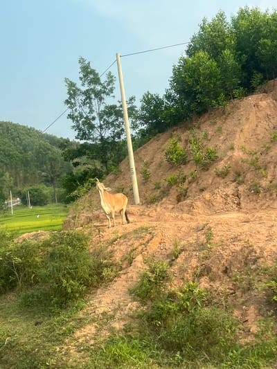 An outdoor scene depicts a landscape in Myui, Vietnam. The foreground shows an embankment with exposed soil and scattered vegetation, alongside a grazing light-colored cow. Adjacent to the embankment is a field of bright green vegetation. In the midground, a utility pole extends into the sky with wires stretching from it. Lush, dense trees and foliage cover the background hills and slope downward. The sky is light blue.