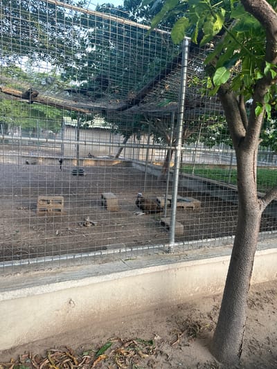 A group of vultures are housed in a large outdoor enclosure made of metal fencing. The enclosure has a dirt floor and several trees inside. Some of the vultures are standing, while others are resting on the ground. The enclosure appears to be located in a zoo or wildlife sanctuary. There are no people or other animals visible in the enclosure. The scene is well-lit by natural light, suggesting it is daytime. The weather appears to be fair, with no rain or wind. The background shows more trees and a building, possibly part of the same facility.