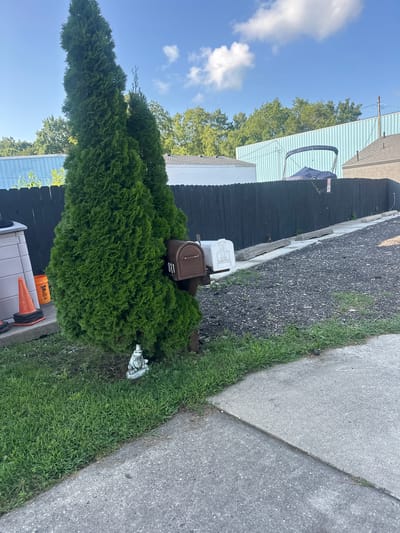 This is a medium-shot, eye-level, outdoor, daytime photograph of a residential area in Algonquin, Illinois, USA. The foreground features a patch of green grass bordering a concrete walkway. To the left, a large, conical evergreen tree dominates the frame, with a smaller evergreen tree behind it. Nestled at the base of the larger tree is a small, white garden gnome. In front of the trees, two mailboxes are mounted on a wooden post. The mailbox on the left is brown and displays the house number "811". To its right is a white mailbox. Behind the mailboxes and trees, a dark wooden fence runs horizontally across the image, demarcating the property line. Beyond the fence, a light blue corrugated metal building is visible, with trees in front of it and a portion of a boat with a blue cover on a trailer parked in front of the building. The sky is blue with scattered white clouds. To the far left, a grey storage bin and an orange bucket with a traffic cone on top are visible. The overall scene depicts a tidy, suburban outdoor space.