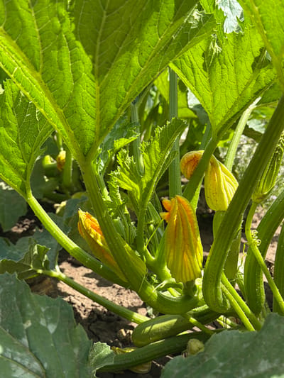In Selanovtsi, Bulgaria, a close-up view focuses on a zucchini plant. The image showcases vibrant green, large, textured leaves, some with serrated edges. Several bright yellow zucchini blossoms are visible, some partially open and others still in bud form. Thick, ribbed green stems and tendrils also fill the frame. The ground beneath is visible as dry, brown soil. The lighting suggests an outdoor, daytime setting, likely a garden or field. No people or animals are present in the scene.