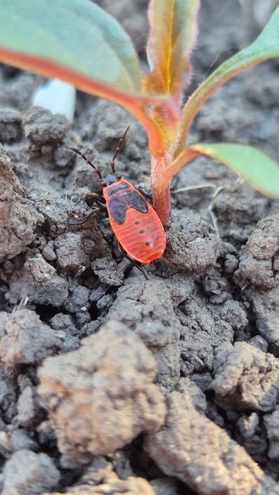 A close-up, low-angle shot focuses on a small, bright orange insect with black markings, identified as a seed bug. The bug is positioned on dark, crumbly soil, partially obscured by a plant stem and leaves that are a vibrant orange and green. The plant's stem is fuzzy and appears to be developing small leaves, one of which is a pale green. The soil is textured, with visible clumps and pebbles, suggesting an outdoor environment. The lighting in the image suggests it might be daytime, possibly morning or late afternoon, given the warm tones. The background is dominated by more of the dark soil, creating a natural, earthy setting. No people or text are visible. The scene is devoid of any specific event; it captures a moment in nature, highlighting the detail of the insect and its immediate surroundings in Bulatovo, Russia.