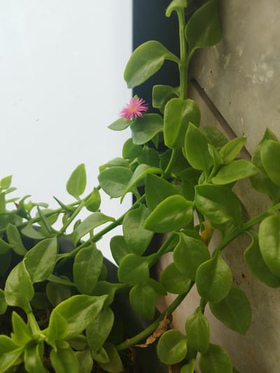 The image shows a close-up of a vibrant green plant with small, succulent leaves and a single, delicate pink flower. The plant is trailing, with its stems and leaves cascading downwards. The background is a stark contrast between a bright white surface on the left, possibly a wall or window, and a rough, textured grey surface on the right, suggestive of an outdoor wall or planter. A dark shadow is cast on the upper right portion of the image. The lighting suggests it is daytime. No people are present in the image. The scene appears to be an outdoor setting, possibly a balcony or garden in Jerez, Spain, given the type of succulent and the warm, bright lighting characteristic of the region.
