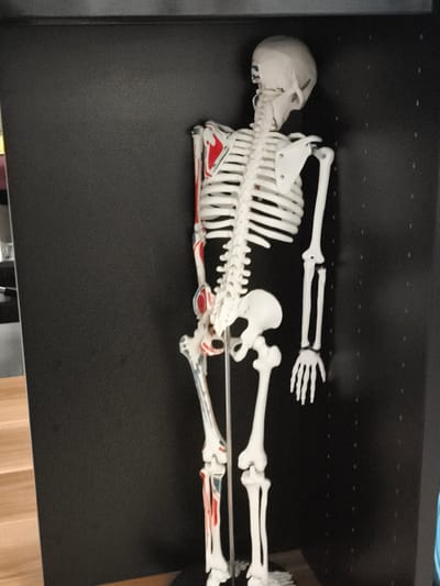 A full-body anatomical model of a human skeleton, painted with red and blue accents to highlight muscles, is positioned on the right side of the frame, standing upright against a dark gray textured background. The skeleton is viewed from the side, showing its posterior view. The model includes the skull, vertebral column, rib cage, pelvis, arms, and legs, with detailed representations of bones and some musculature. The left side of the image features a wooden floor with parallel planks and a sliver of a black shelf or cabinet. The overall environment appears to be an indoor setting, possibly a display or educational space. The scene does not depict any individuals or specific actions. The location is identified as Troisdorf, Germany.