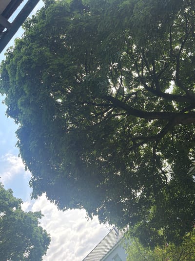 An outdoor, low-angle, eye-level shot shows the dense canopy of a mature tree with green leaves and dark branches, silhouetted against a bright sky with scattered white clouds. Sunlight filters through the leaves, creating a dappled effect. To the lower right, a portion of a building with a tiled roof is visible. The scene is located in Preetz, Germany, on a sunny day.