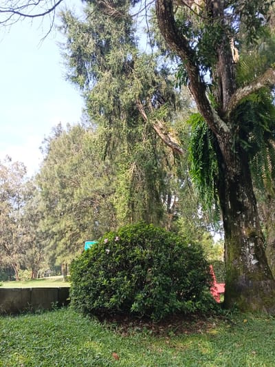 A vibrant, green landscape features a large, textured tree trunk on the right, adorned with hanging ferns. A dense, rounded bush with small pink flowers sits in the foreground, bordering a concrete barrier. Tall, coniferous trees fill the backdrop under a bright sky. The grassy area in front of the bush slopes gently, adding depth to the scene. A hint of red appears behind the bush.