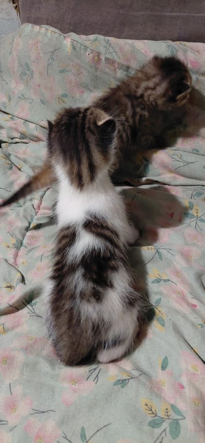 The image shows two kittens on a floral patterned blanket. The kitten in the foreground is facing away from the camera, with its back and tail visible. It has white, brown, and black fur. The second kitten is in the background, partially obscured, and appears to have tabby markings. The background is a dark, textured surface, possibly a couch or bed. The scene is domestic and appears to be indoors. There is no information in the image to indicate the location in Ketrysanivka, Ukraine.