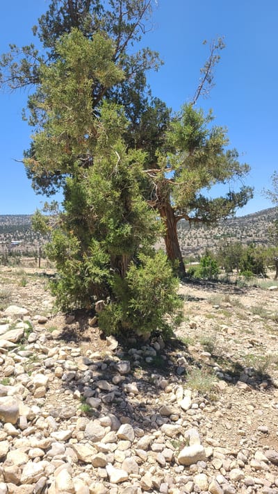 The image captures a rocky landscape in Ziarat, Pakistan, dominated by a clear blue sky and a foreground strewn with light-colored rocks and pebbles. A twisted Juniper tree, characteristic of the region, stands prominently in the frame. The tree's foliage is dense and green, contrasting with its weathered brown trunk and exposed branches. In the background, a slightly blurred mountainous terrain is visible, with sparse vegetation clinging to the slopes. The image suggests a dry, arid environment, typical of the Ziarat region.