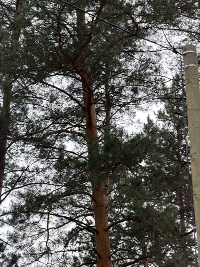 The image shows a close-up view of several tall pine trees with dense evergreen foliage. The sky is overcast and white, suggesting a cloudy day. In the foreground, to the right, a vertical wooden pole is visible, with two metallic bands around it. A dark cable or wire is stretched horizontally across the upper part of the image, passing between the trees. The image is taken in a natural environment, possibly a forest or park, in the city of Ust-Sema, Russia. No people or animals are visible in the frame.