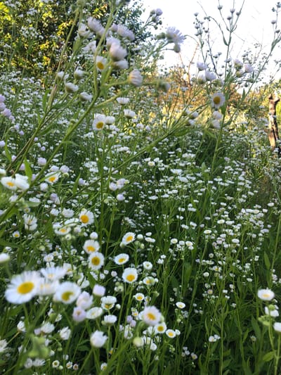This media file depicts a close-up, low-angle shot of a dense field of small white wildflowers with yellow centers, likely daisies or a similar species. The flowers are in full bloom, with numerous individual blossoms and buds scattered throughout the frame. They are growing on thin green stems, creating a lush, overgrown effect. The background shows a mix of blurred greenery and sunlight filtering through trees, suggesting an outdoor natural setting. The overall impression is one of abundant nature and a summery atmosphere. The image is oriented vertically, with the flowers stretching upwards from the bottom of the frame. There is no visible text. The location context is Brut, Russia.