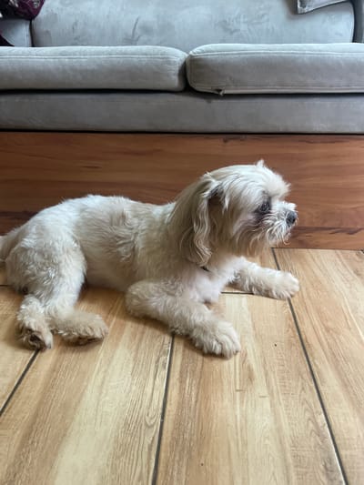A small, fluffy dog with light cream and white fur is lying on its back and side on a light-colored wooden floor. The dog appears to be a Shih Tzu or a similar small breed, characterized by its long, somewhat shaggy coat and floppy ears. Its front paws are extended upwards, and its head is tilted back, looking towards the top of the frame, suggesting a moment of playfulness or relaxed curiosity. Darker markings are visible around its eyes.
The wooden floor consists of light tan planks with visible wood grain patterns, separated by thin, dark lines. To the left of the dog, a light gray upholstered sofa or couch is visible. The sofa has distinct cushions with vertical seams and a visible zipper on one of its elements. Between the sofa and the wooden floor, a darker wooden panel or door frame runs vertically. The lighting in the indoor setting appears bright and natural, creating soft shadows. There is no visible text in the image. The scene is set in Dhundshi, India.