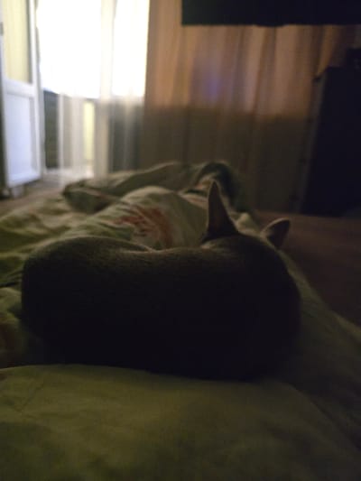 A dark, silhouetted animal, appearing to be a cat or small dog, is curled up sleeping on a bed covered with light-colored blankets. The animal is positioned in the foreground, with its back to the viewer. One pointed ear is visible. The background is dimly lit, with a large window covered by sheer curtains allowing soft light to filter through. To the right, dark curtains obscure the rest of the room. The overall scene suggests a domestic indoor setting, likely a bedroom. There is no identifiable information in the image to indicate the location in Murmansk, Russia.
