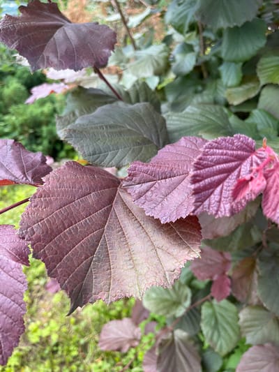 The image shows a close-up view of a plant with large, textured leaves that are a deep reddish-purple color. The leaves have prominent veins and serrated edges. Some leaves appear lighter pink or green, suggesting new growth or variations in color. The background is blurred, with hints of green foliage and possibly some light brown or earthy tones. The overall impression is of lush vegetation. The image was taken in Otyakovo, Russia.