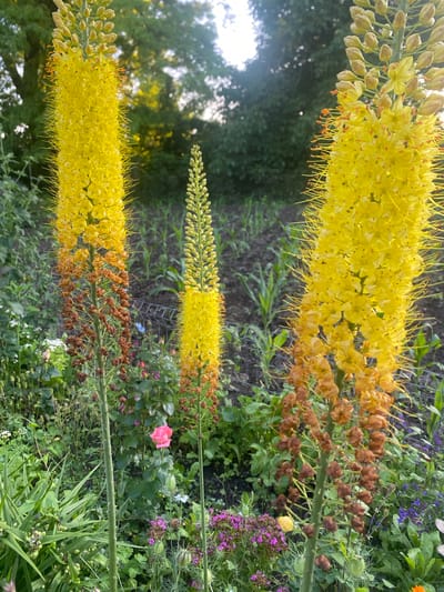 In Vălcineț, Moldova, a garden scene features three tall, vibrant yellow flower stalks dominating the foreground. The central stalk is the shortest and most densely packed with yellow blossoms and emerging buds. To its left and right are taller, more mature stalks, their lower sections displaying a gradient of dried brown seed pods, transitioning to bright yellow flowers at their tips. These flowers are characterized by numerous spiky filaments extending outwards. The background reveals rows of young plants in dark soil, suggesting a cultivated area. Green foliage surrounds the flower stalks, with a single bright pink rose visible to the left of the central stalk, adding a contrasting splash of color. Hints of purple flowers and green seed pods are scattered amongst the greenery. The lighting suggests it is late afternoon or early evening, with soft sunlight filtering through the trees in the distance. A wire fence is subtly visible behind the plants.