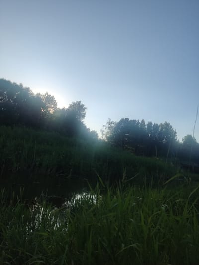 The image depicts a serene natural landscape during what appears to be either sunrise or sunset, given the soft light filtering through the trees. The scene is dominated by a body of dark water in the foreground, reflecting the sky and surrounding vegetation. Tall, green grass and reeds line the water's edge, creating a lush and slightly wild appearance. Behind the water and grass, a gentle slope rises, densely covered with trees. The sunlight is diffused, creating a hazy effect and highlighting the silhouettes of the trees against the pale blue sky. The overall impression is one of tranquility and natural beauty. The location is identified as Дзівінскі сельскі Савет, Belarus, suggesting a rural or semi-rural setting. There are no people or man-made structures prominently visible in the image.
