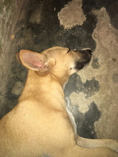 The image displays a light brown dog lying on its left side on a concrete surface, observed from an overhead perspective in Agunmo, Nigeria. The dog has short, tan-colored fur with a darker muzzle and lighter fur on its underside, partially visible. Its eyes are closed, indicating it is at rest or sleeping. The left ear, closest to the viewer, is upright and exhibits a pinkish-red discoloration or scarring on its inner surface and rim. The background consists of a stained concrete floor, mottled with irregular patches of dark grey and lighter grey/tan, suggesting wear or moisture. No other subjects or objects are present, and no active interactions are depicted.