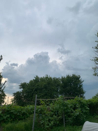 The image depicts an overcast sky above a line of lush green trees and a grape vine trellis. The sky is filled with dramatic, gray clouds, some of which are large and puffy, suggesting an impending storm or recent rain. In the foreground, a dense green grape vine is supported by wooden posts and horizontal beams, its leaves creating a thick canopy. Behind the vine, mature trees with full foliage form a dark green backdrop. The overall impression is of a rural landscape, possibly a garden or vineyard, under a moody sky in the vicinity of Орлеўскі сельскі Савет, Belarus. There are no people visible in the image.